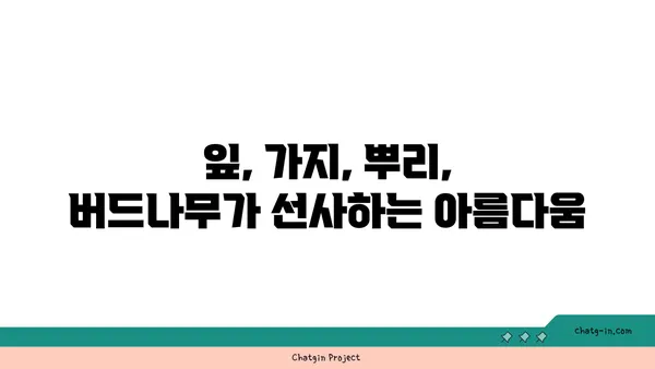 버드나무의 매력| 잎, 가지, 뿌리의 아름다움과 의미 | 나무, 자연, 풍경, 전설