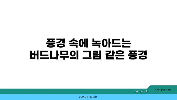 버드나무의 매력| 잎, 가지, 뿌리의 아름다움과 의미 | 나무, 자연, 풍경, 전설