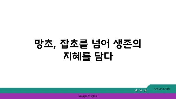 망초, 이름의 유래와 함께 알아보는 잡초의 역사 | 망초, 풀, 식물, 민담, 역사