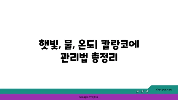 칼랑코에 키우기 완벽 가이드| 종류별 특징, 관리법, 번식 방법 | 다육식물, 실내식물, 잎꽂이, 물꽂이