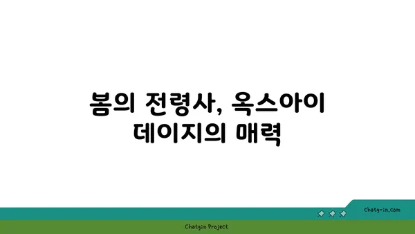 옥스아이 데이지| 봄을 알리는 사랑스러운 꽃 | 옥스아이 데이지, 봄꽃, 꽃말, 재배 정보, 사진