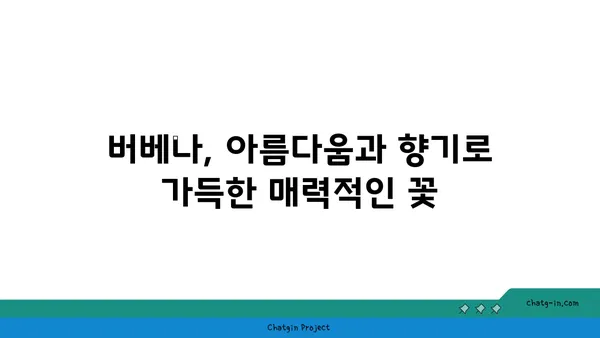 버베나 종류와 특징 완벽 정리 | 꽃말, 재배 방법, 효능, 인기 품종