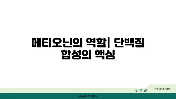 메티오닌의 역할과 건강 효능| 필수 아미노산의 중요성 | 건강, 영양, 필수 아미노산, 단백질 합성