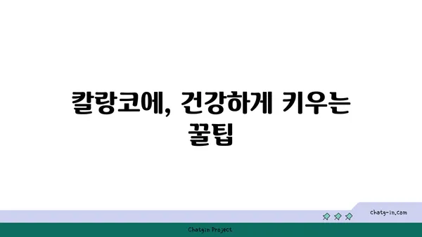 칼랑코에 키우기 완벽 가이드| 종류별 특징, 관리법, 번식 방법 | 다육식물, 실내식물, 잎꽂이, 물꽂이