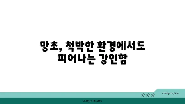 망초, 이름의 유래와 함께 알아보는 잡초의 역사 | 망초, 풀, 식물, 민담, 역사